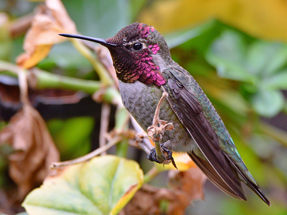 Hummer6.jpg