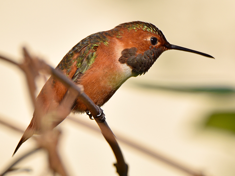 Hummer6.jpg