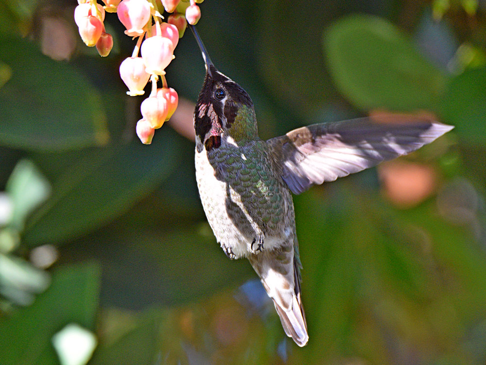 Hummer6.jpg
