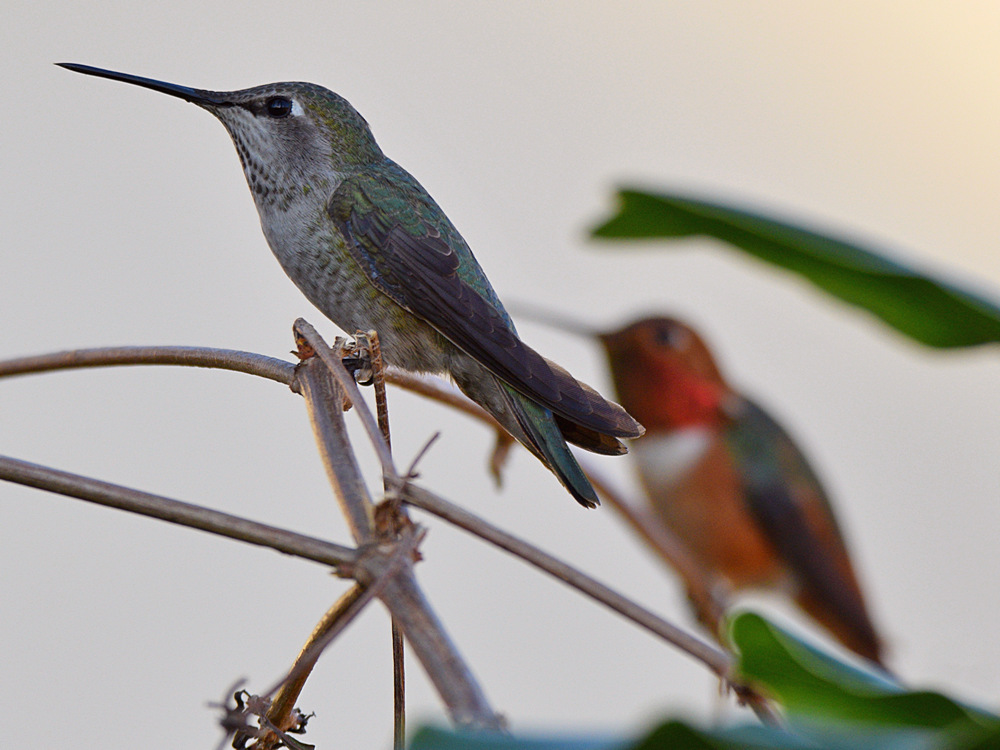 Hummer6.jpg