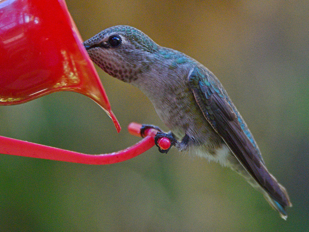 Hummer6.jpg