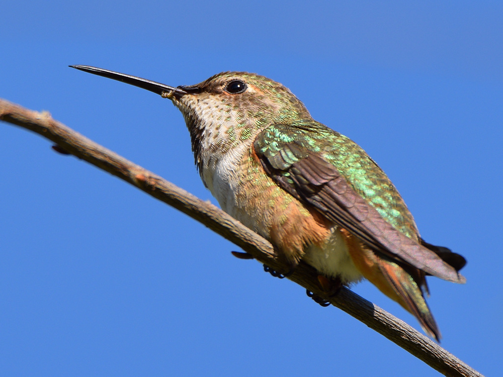 Hummer6.jpg