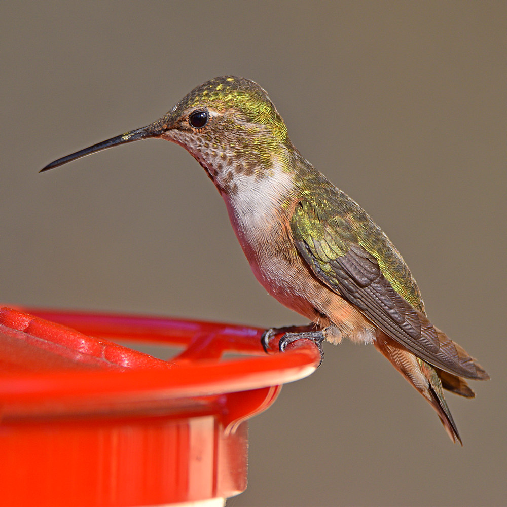 Hummer6.jpg