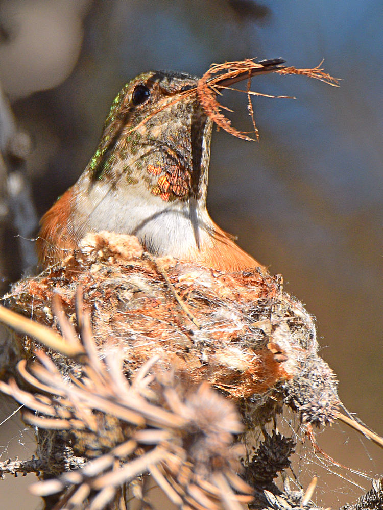 Hummer6.jpg