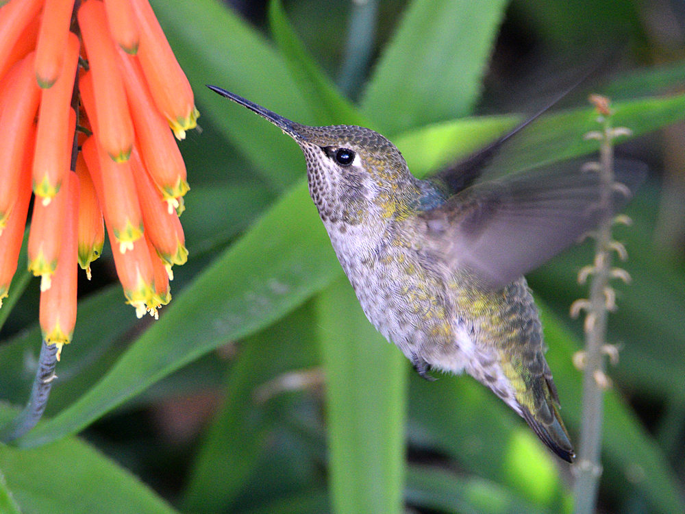 Hummer6.jpg