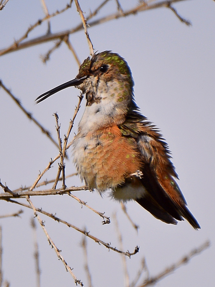 Hummer6.jpg