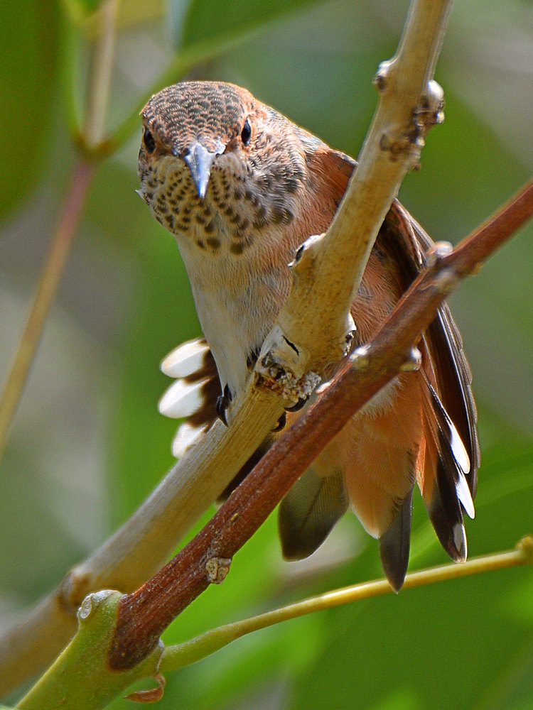 Hummer6.jpg