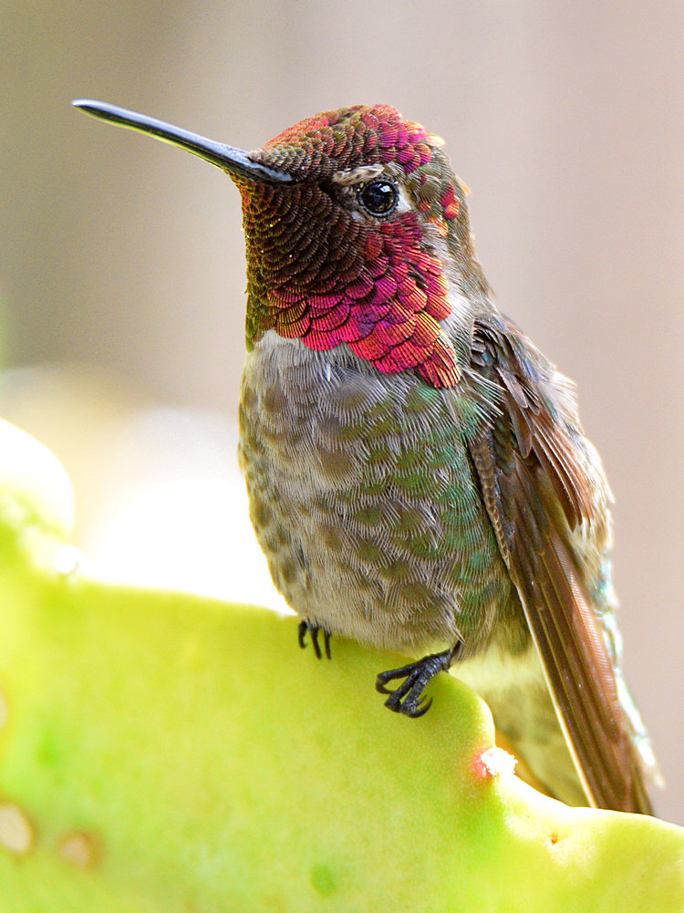 Hummer6.jpg