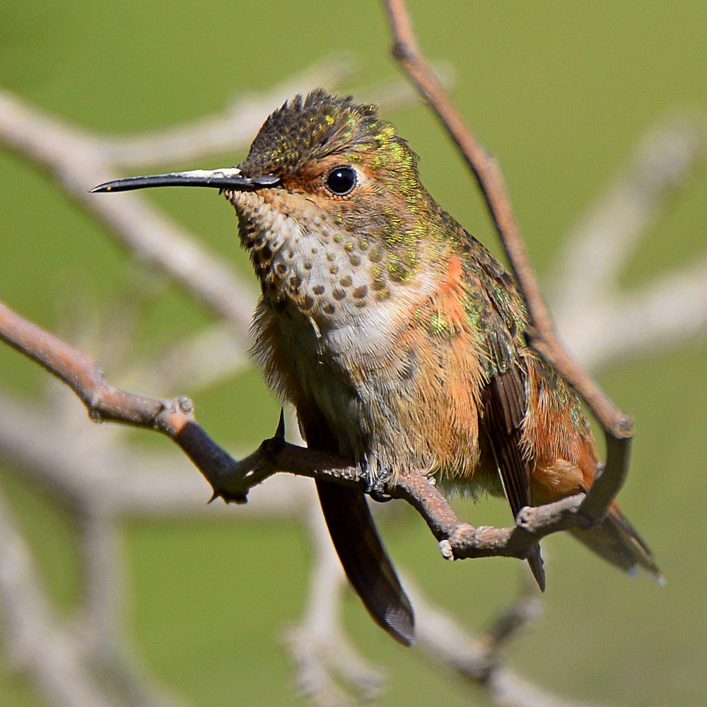 Hummer6.jpg