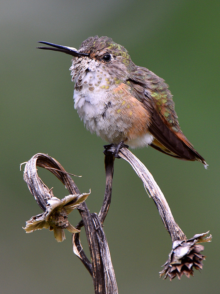 Hummer6.jpg