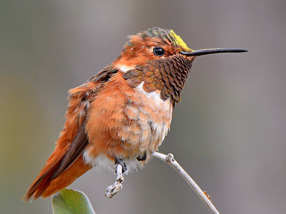Hummer6.jpg
