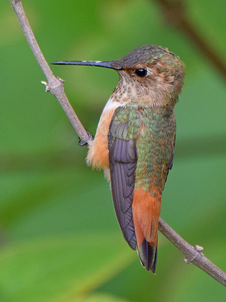 Hummer6.jpg