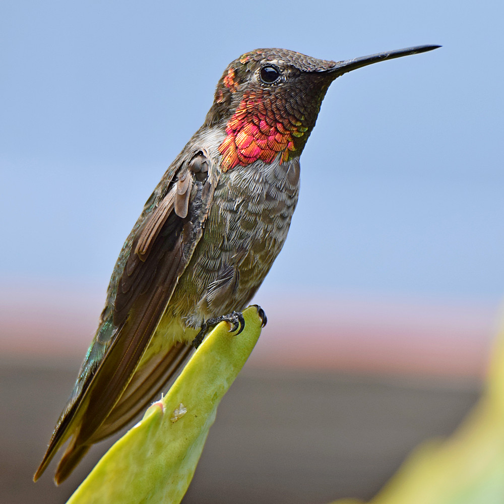 Hummer6.jpg
