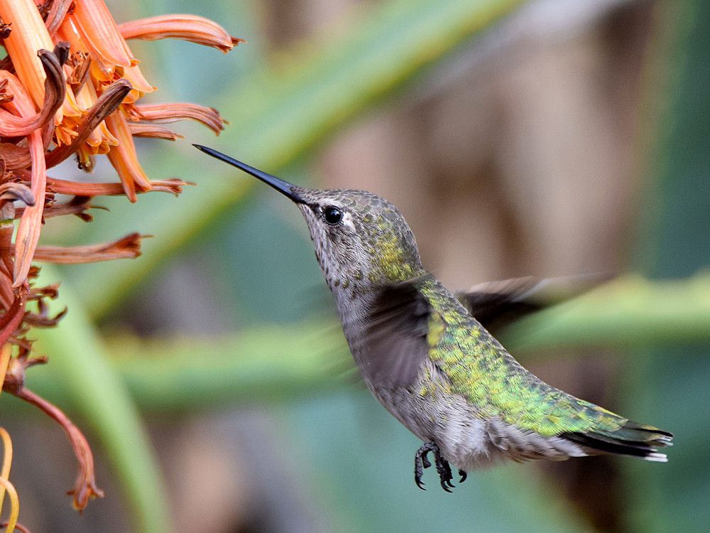 Hummer6.jpg