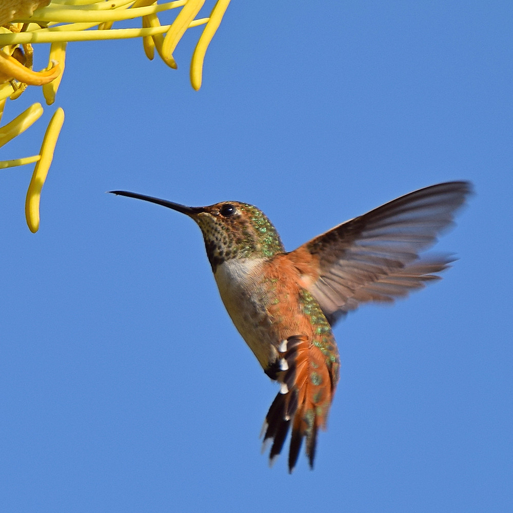 Hummer6.jpg