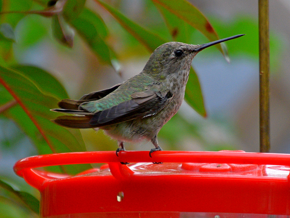 Hummer6.jpg