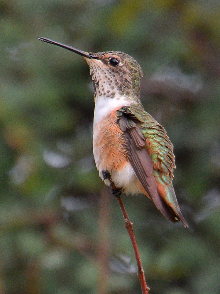 Hummer6.jpg