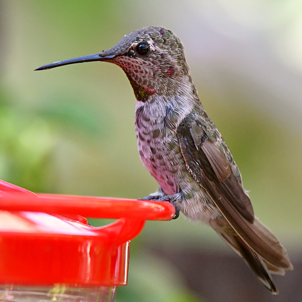 Hummer6.jpg