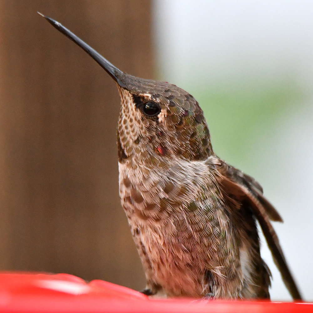 Hummer6.jpg
