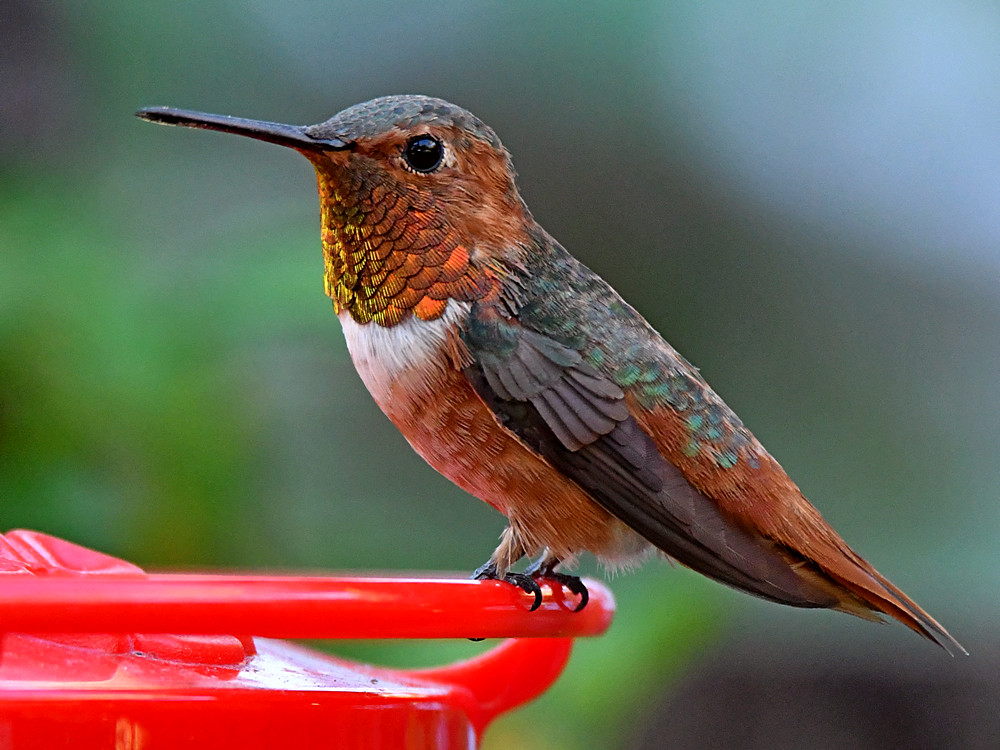Hummer6.jpg