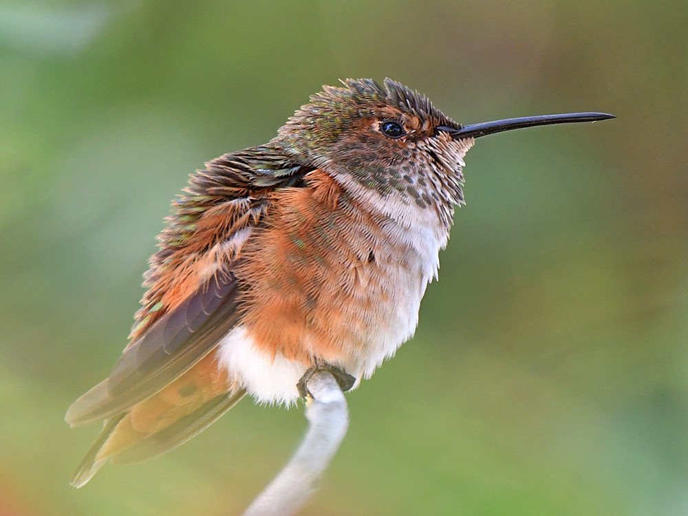 Hummer6.jpg
