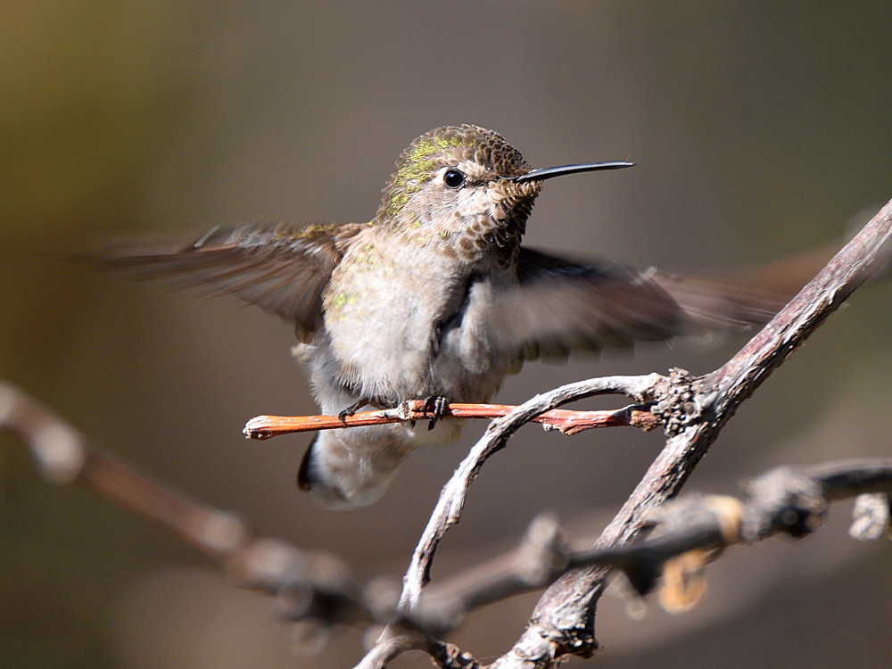 Hummer6.jpg