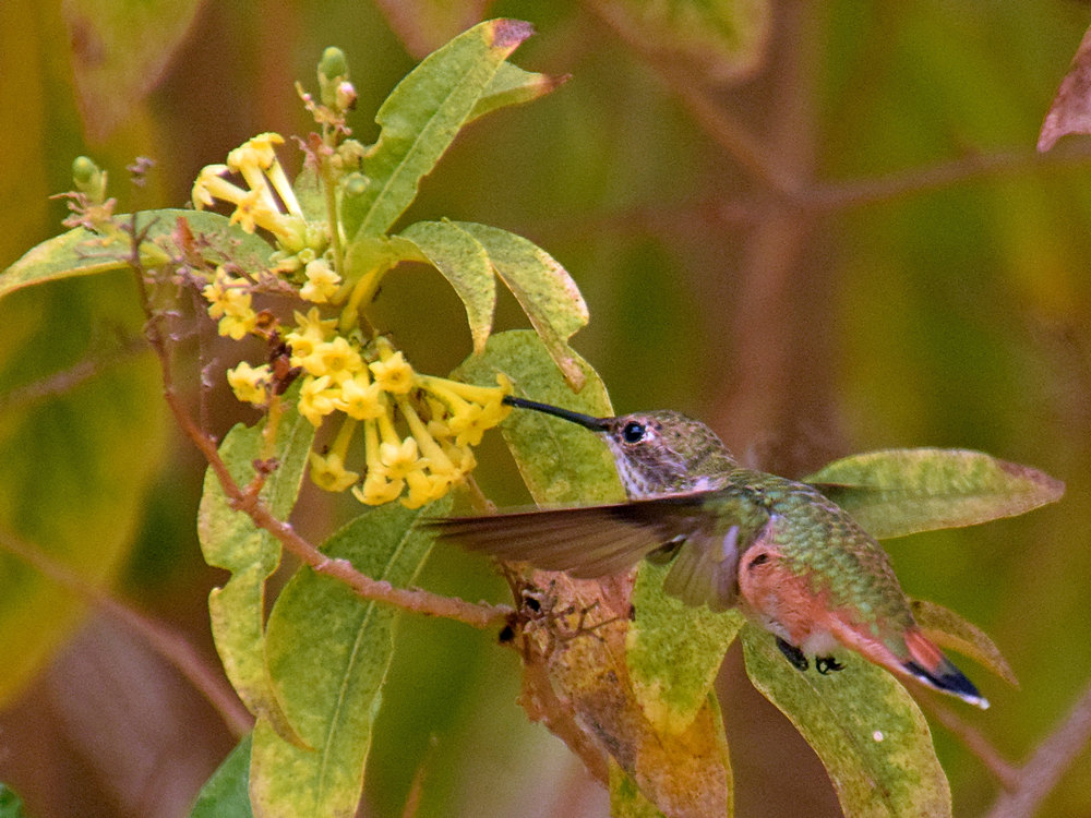 Hummer6.jpg