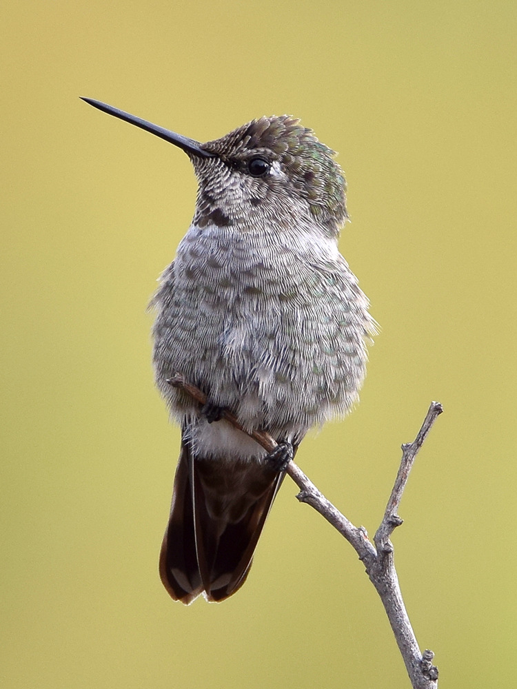 Hummer6.jpg