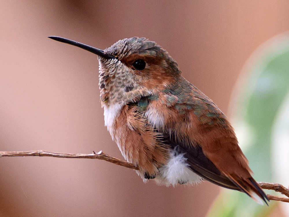 Hummer6.jpg