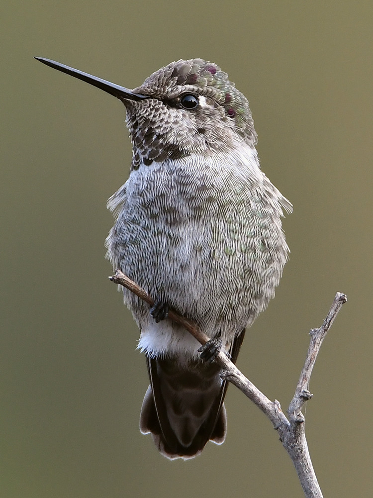 Hummer6.jpg