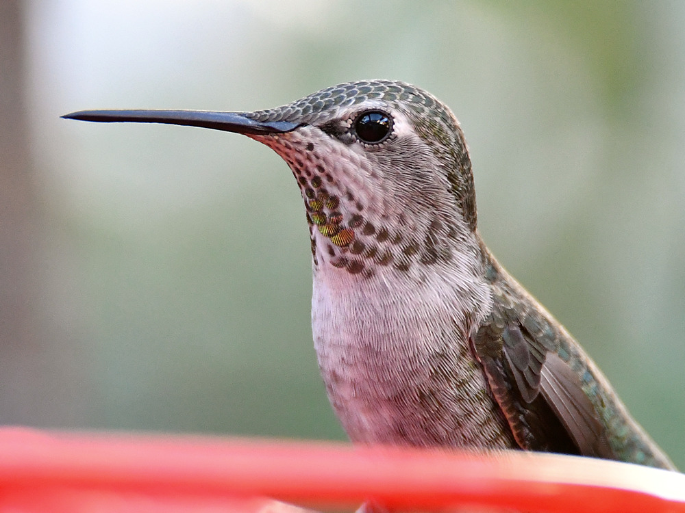 Hummer6.jpg