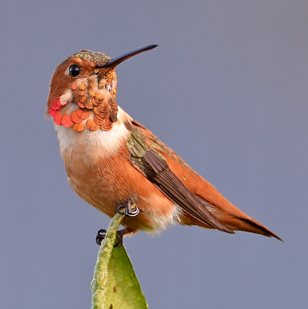 Hummer6.jpg