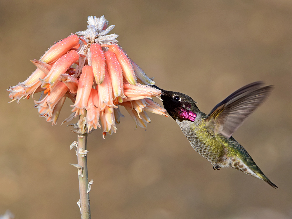 Hummer6.jpg