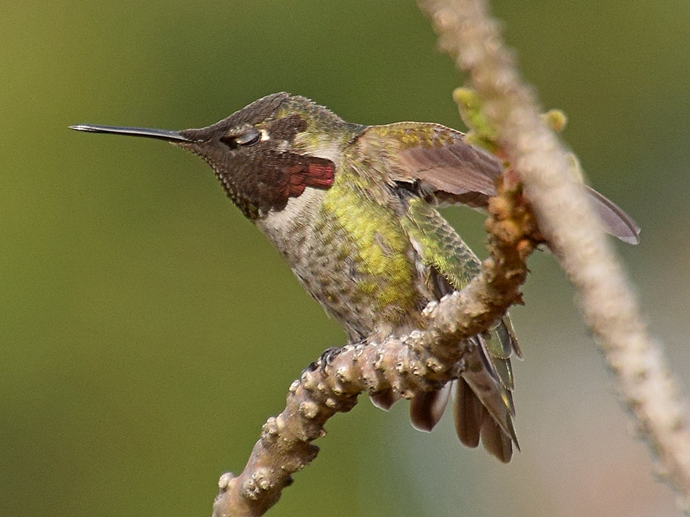 Hummer6.jpg