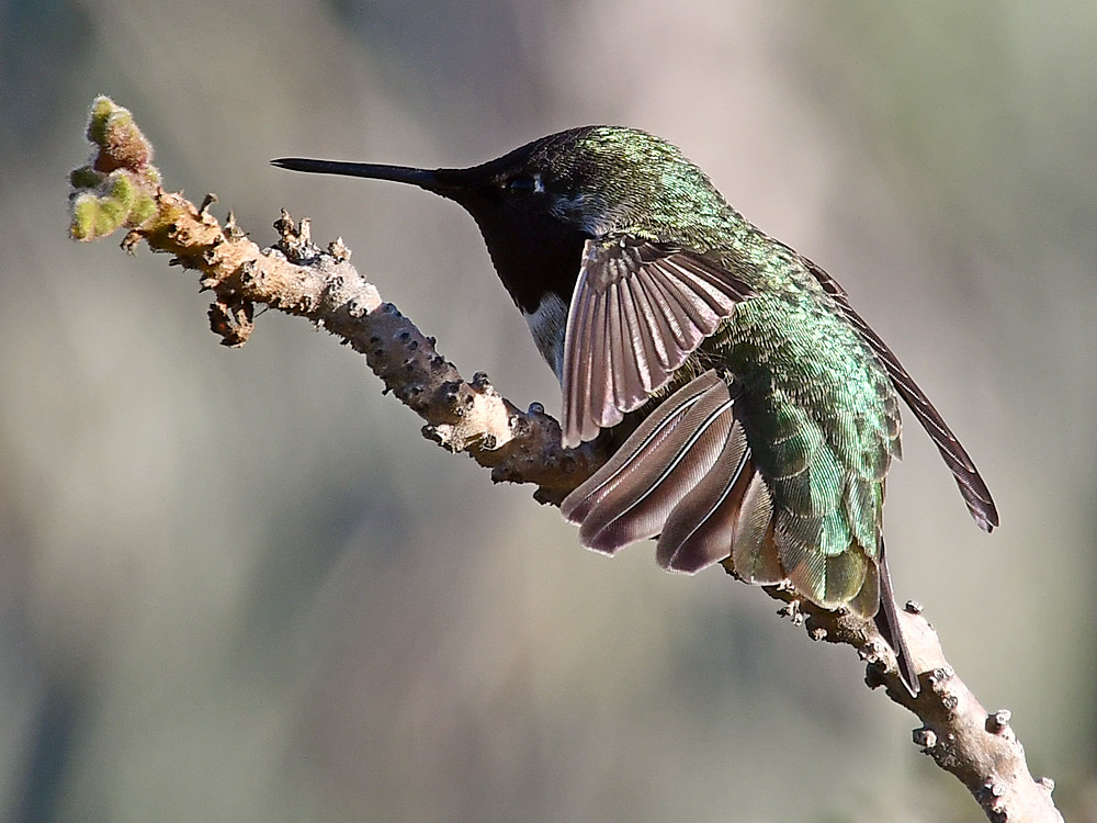 Hummer6.jpg