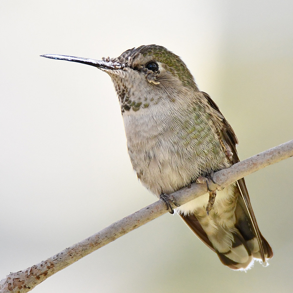 Hummer6.jpg