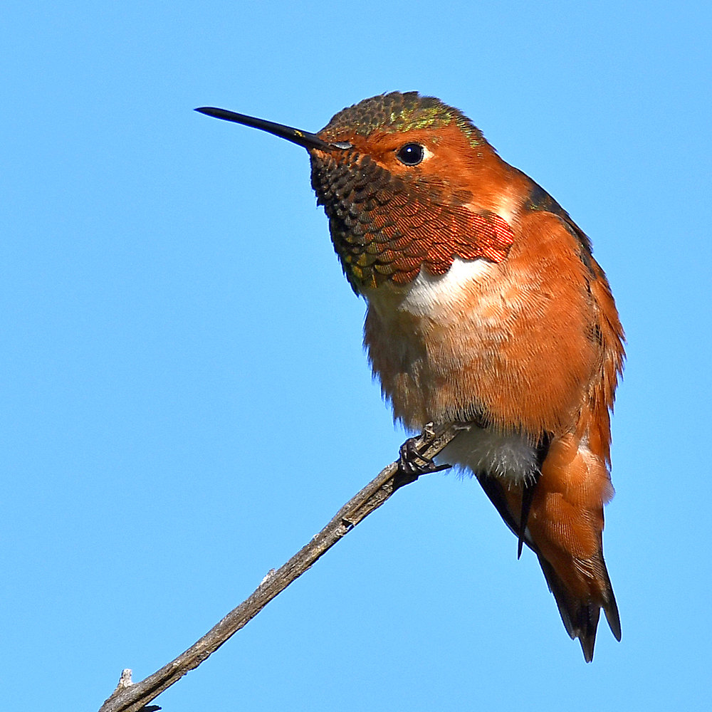 Hummer6.jpg