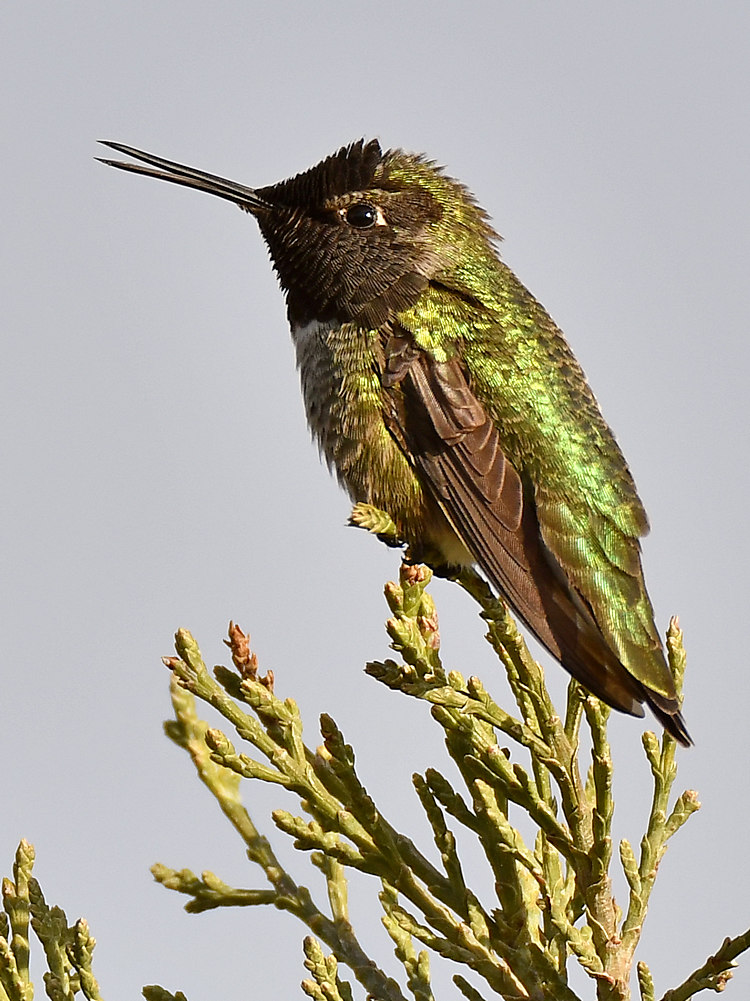 Hummer6.jpg