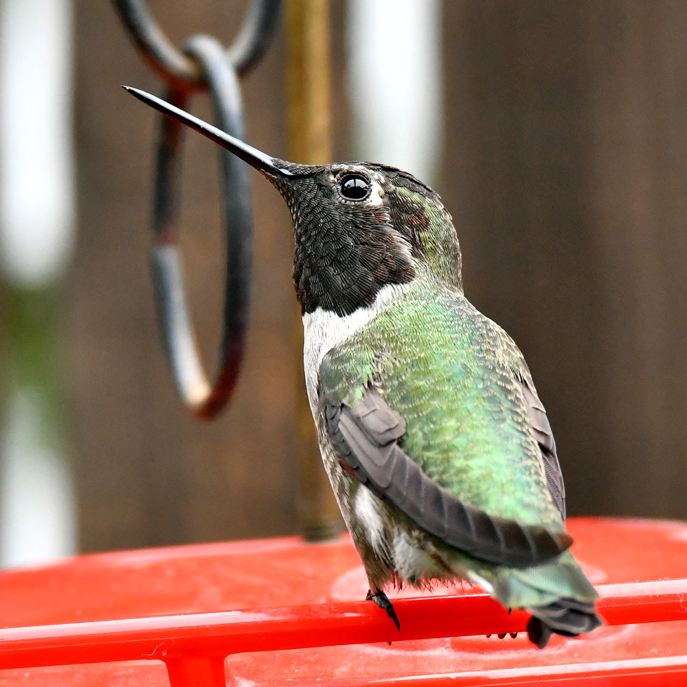 Hummer6.jpg