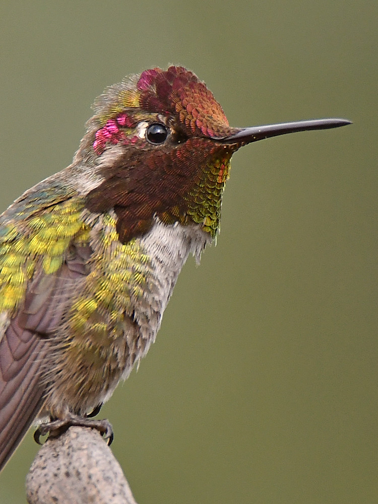 Hummer6.jpg
