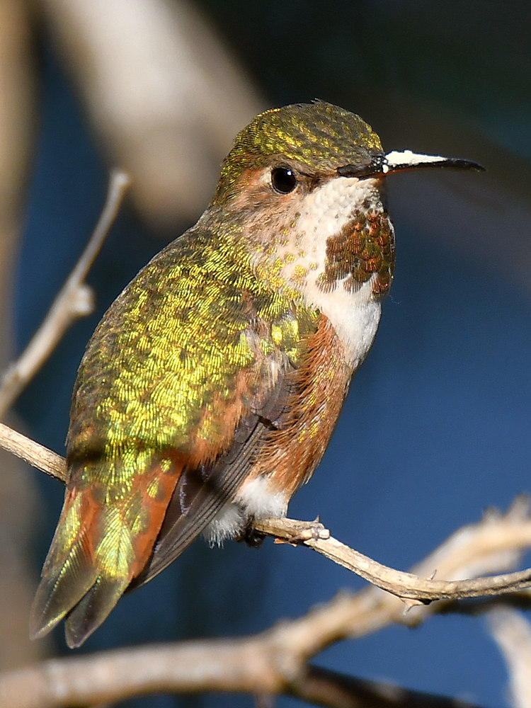 Hummer6.jpg
