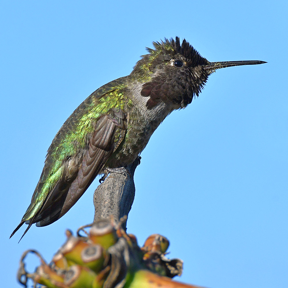 Hummer6.jpg