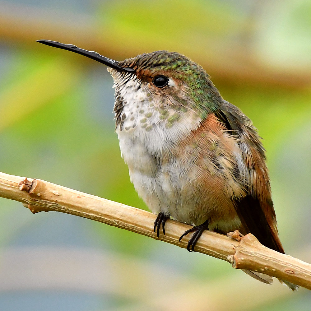Hummer6.jpg