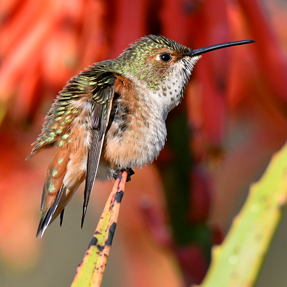 Hummer6.jpg