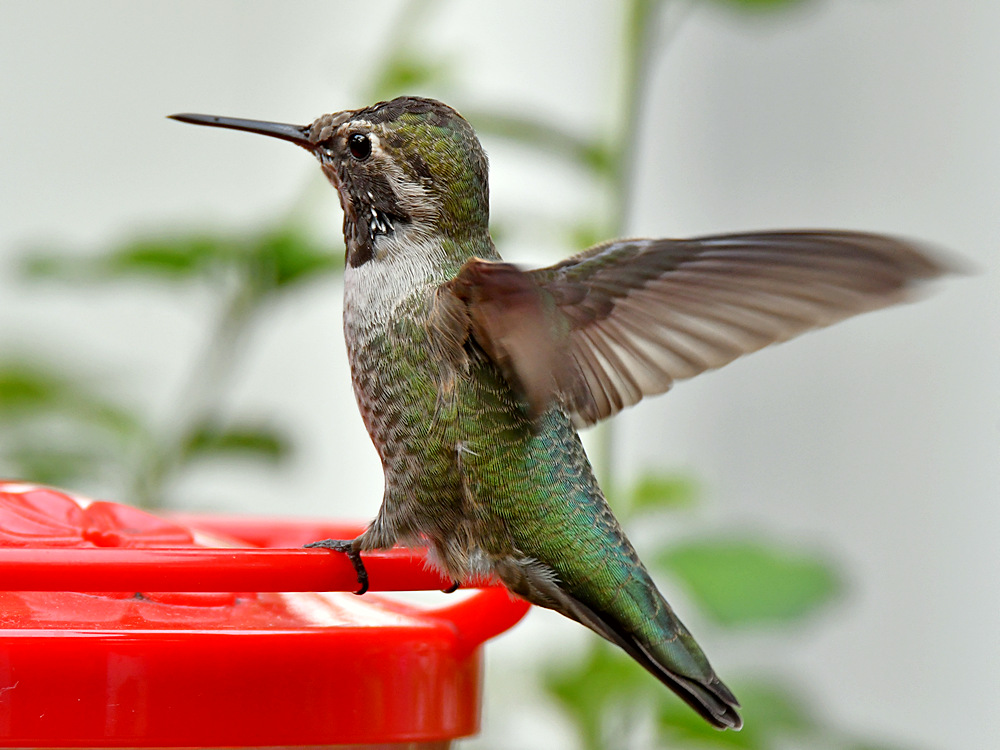 Hummer6.jpg
