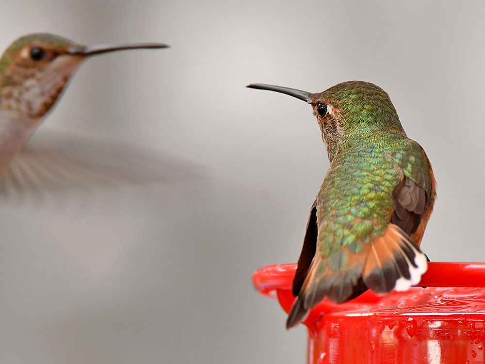 Hummer6.jpg