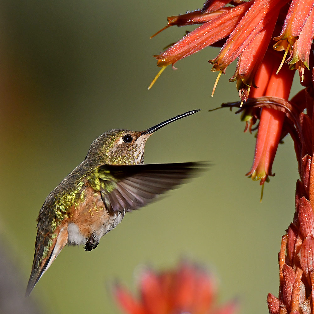 Hummer6.jpg