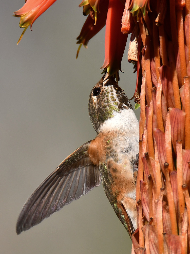 Hummer6.jpg