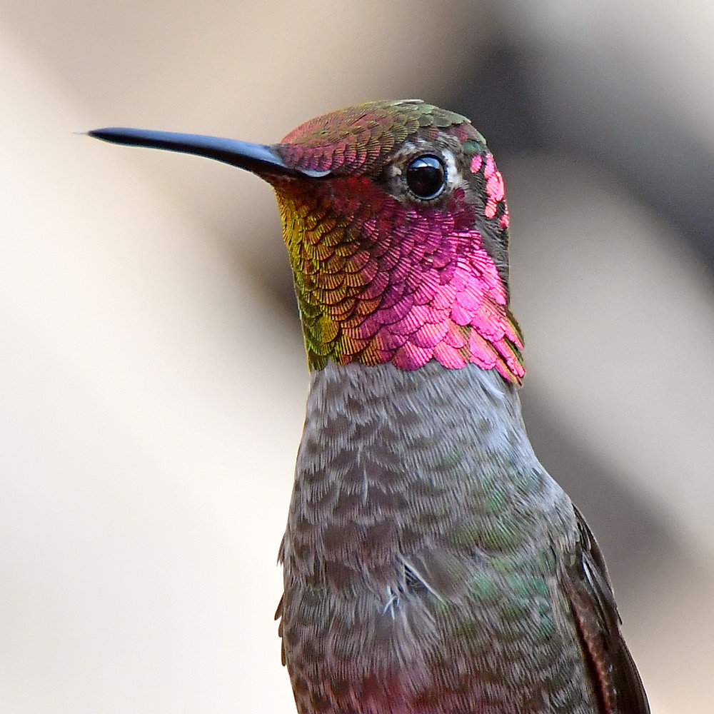 Hummer6.jpg