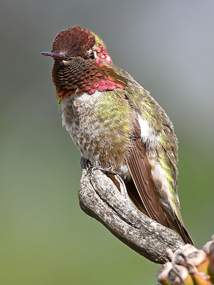 Hummer6.jpg